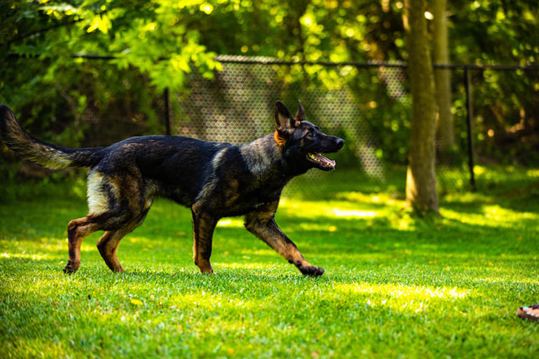 Pack Walks Bohemian K9 Dog Training