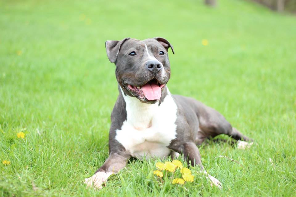AKC CGC-A/ U Advanced Classes