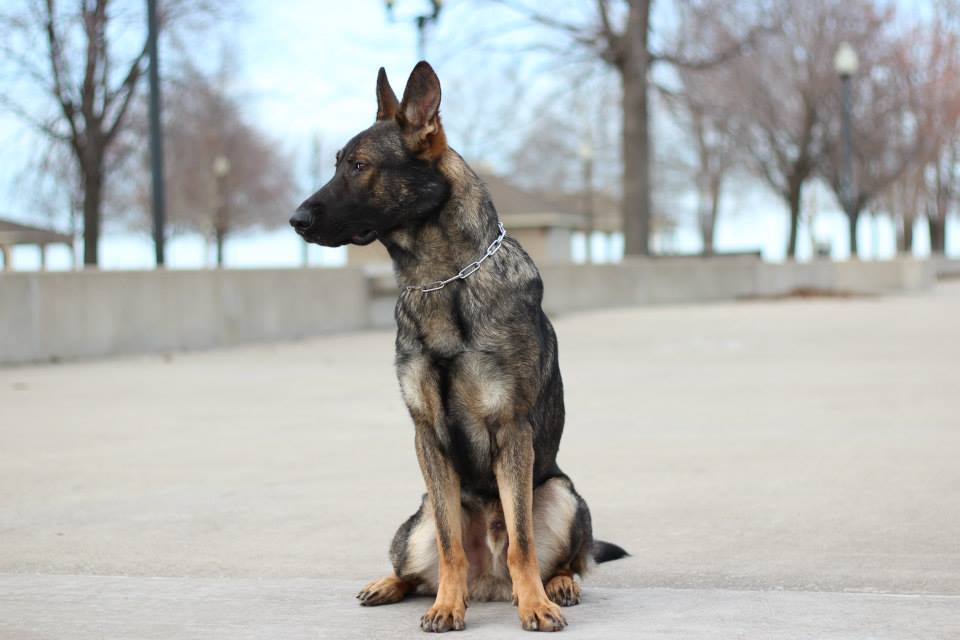 AKC CGC Beginner Class