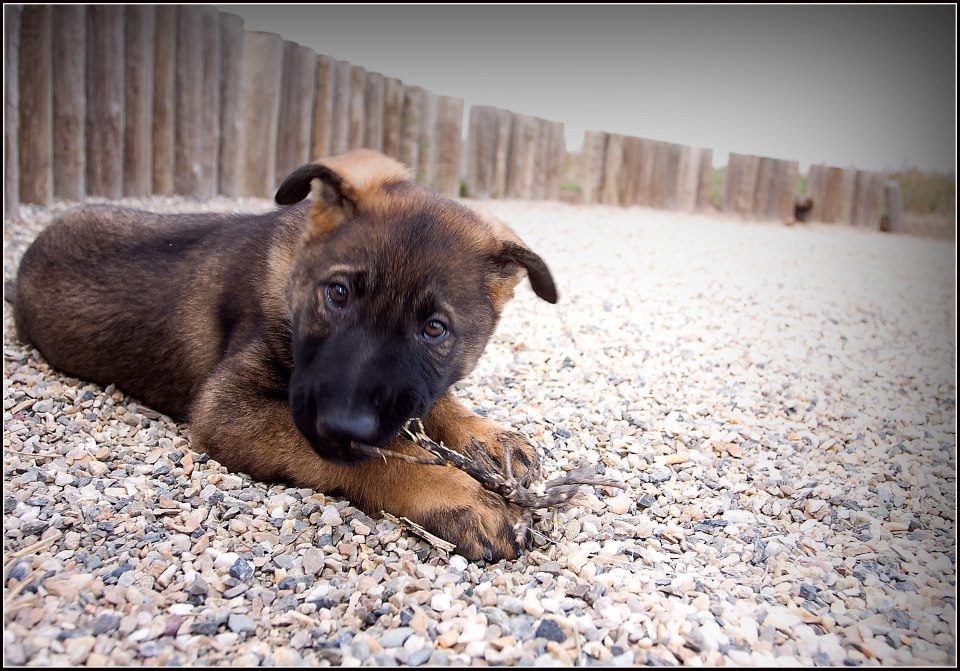 AKC S.T.A.R. Puppy Class